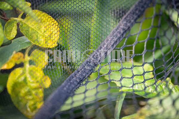 SPECIMEN NET DUEL 600 - immagine 3