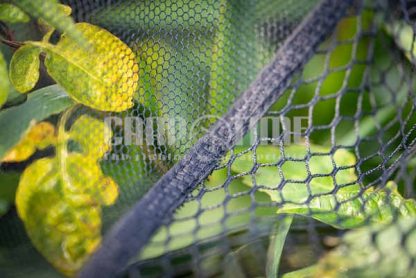 SPECIMEN NET DUEL 600 - immagine 3