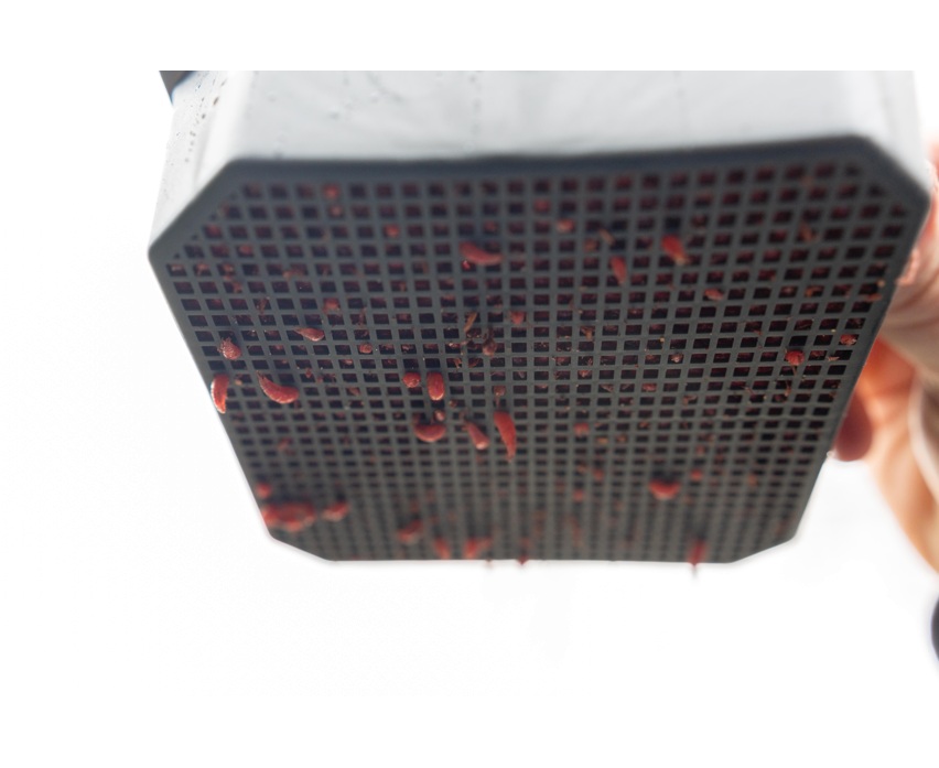 2PT MAGGOT RIDDLE - immagine 2