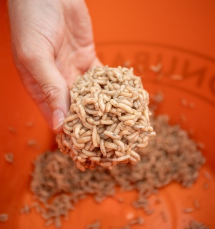 MAGGOT GLUE 300GR - immagine 2